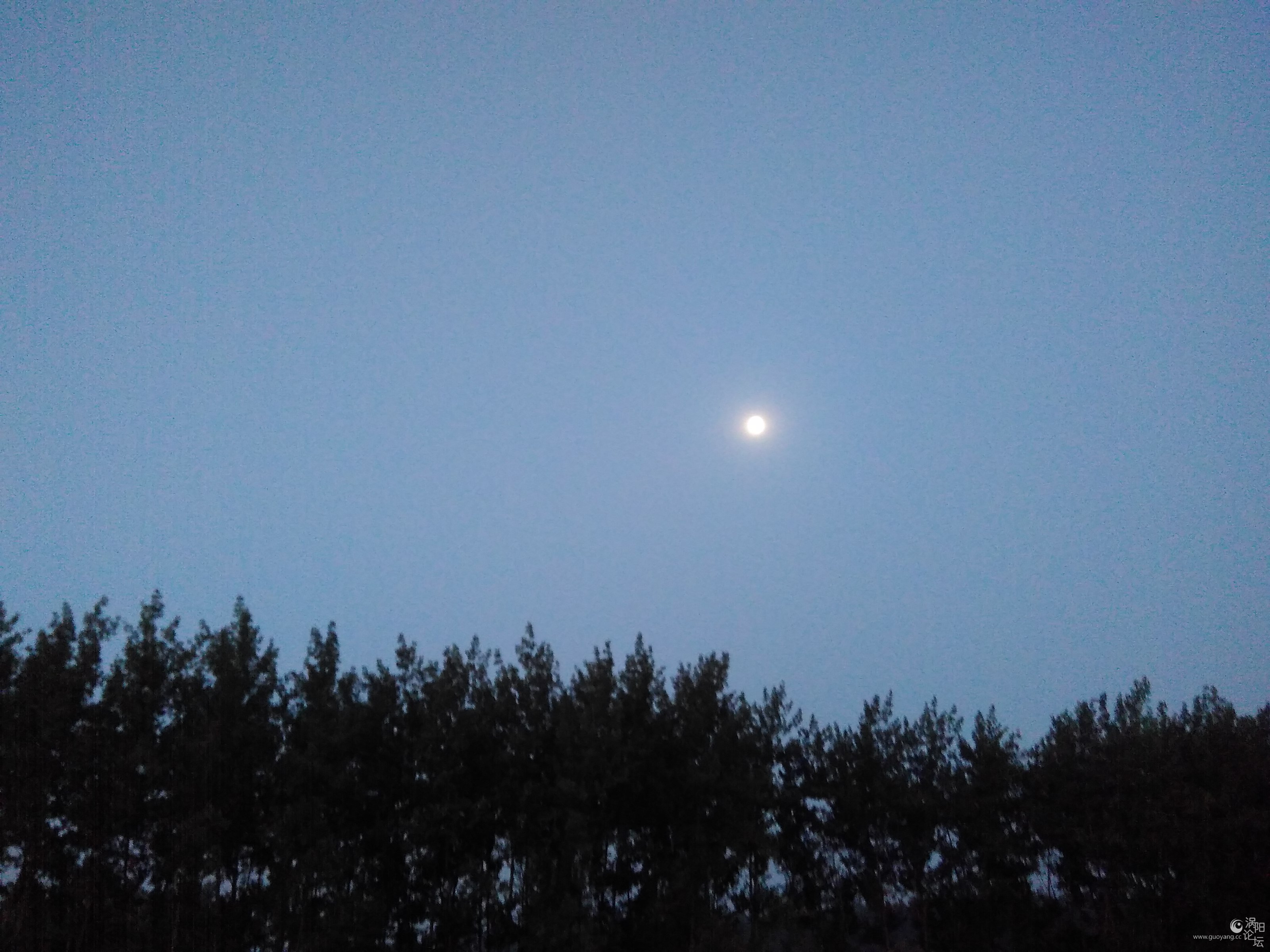 小蝌蚪找妈妈叶子贴画-心情 文苑 失眠 涡河