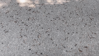 e439315603339c0aabd06fb6ab9f07c8.gif