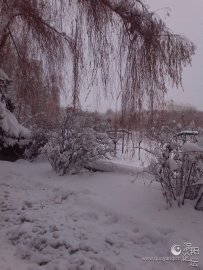 ѩϮ