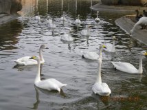 ĵͼƬ