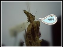 Ǹ