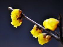 Ӱ 躮