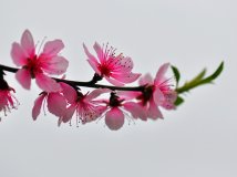 ů