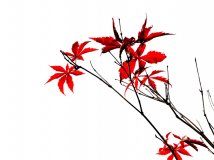 Ҷ