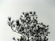 һ֦