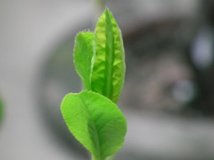 ĵ