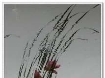 ֮Ӱ